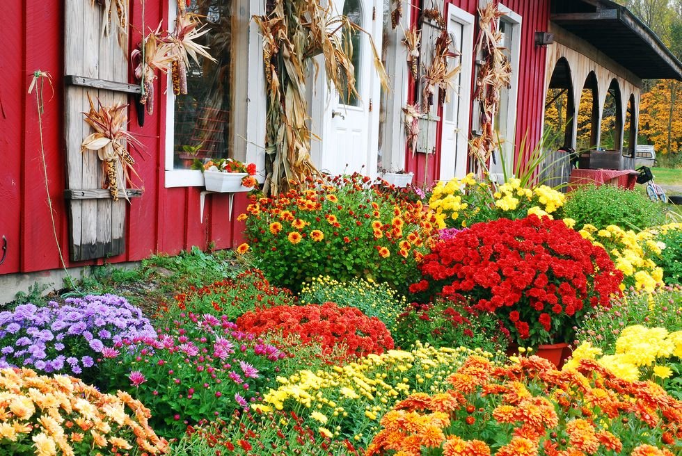 mums autumn flowers at a roadside farm