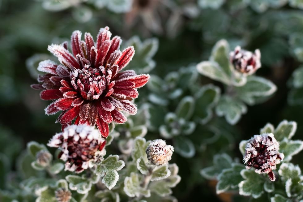 mums, first autumn frost bush with burgundy blooming chrysanthemum, covered with white frost